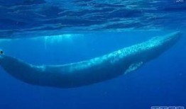 蓝鲸黑肉爆料视频大全集,视频大全集深度剖析